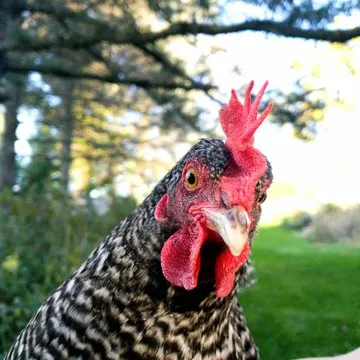 客服顾问（示意）